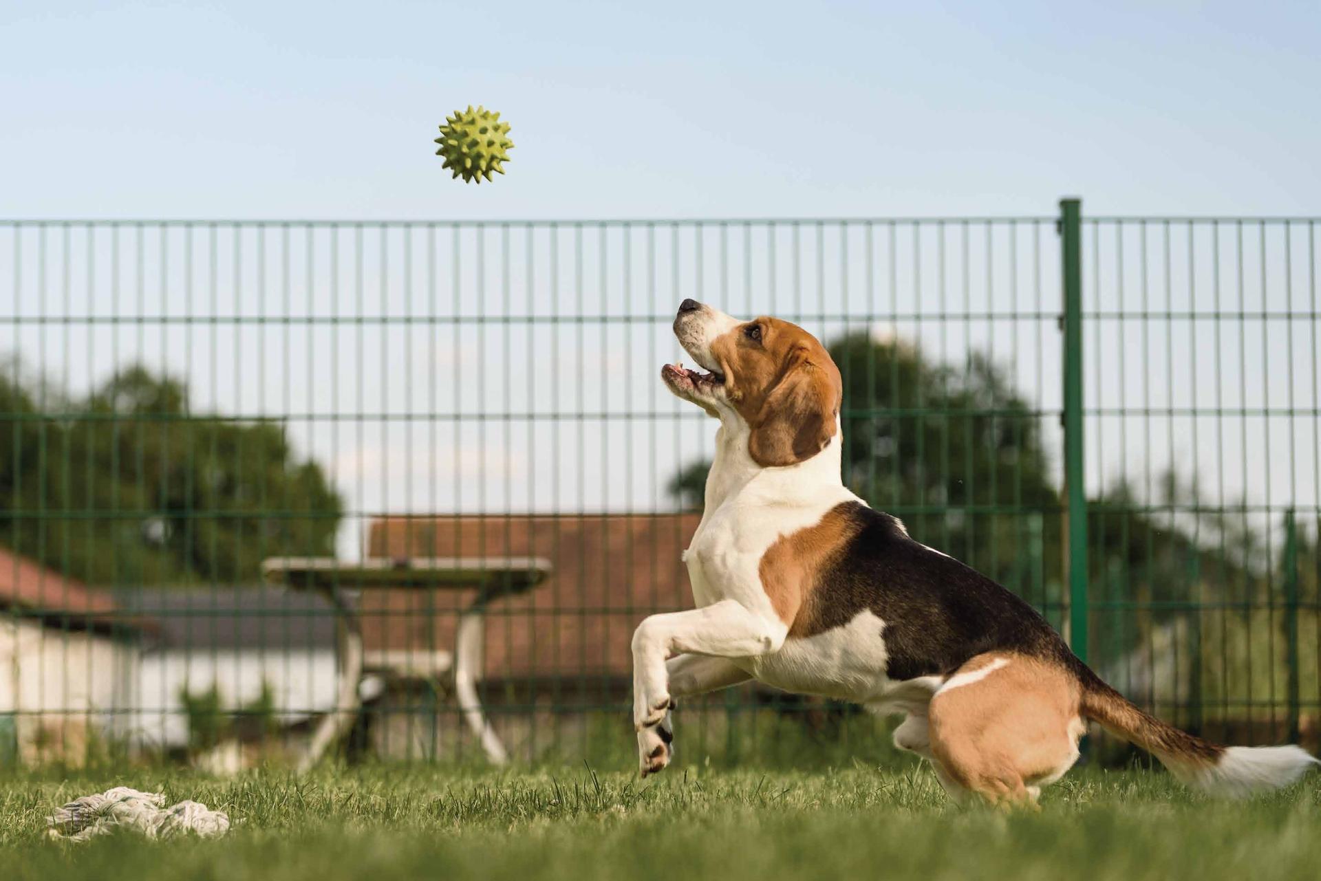 Pet park at Narang Vivenda, Malad West