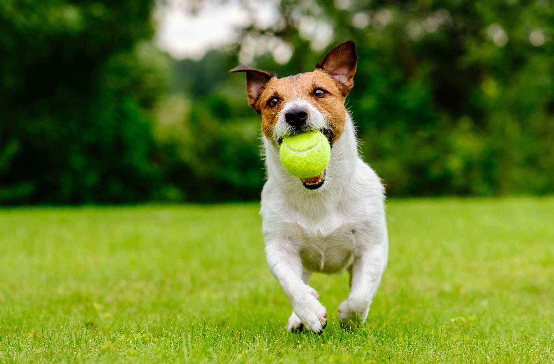 Pet park at L&T Island Cove, Mahim West
