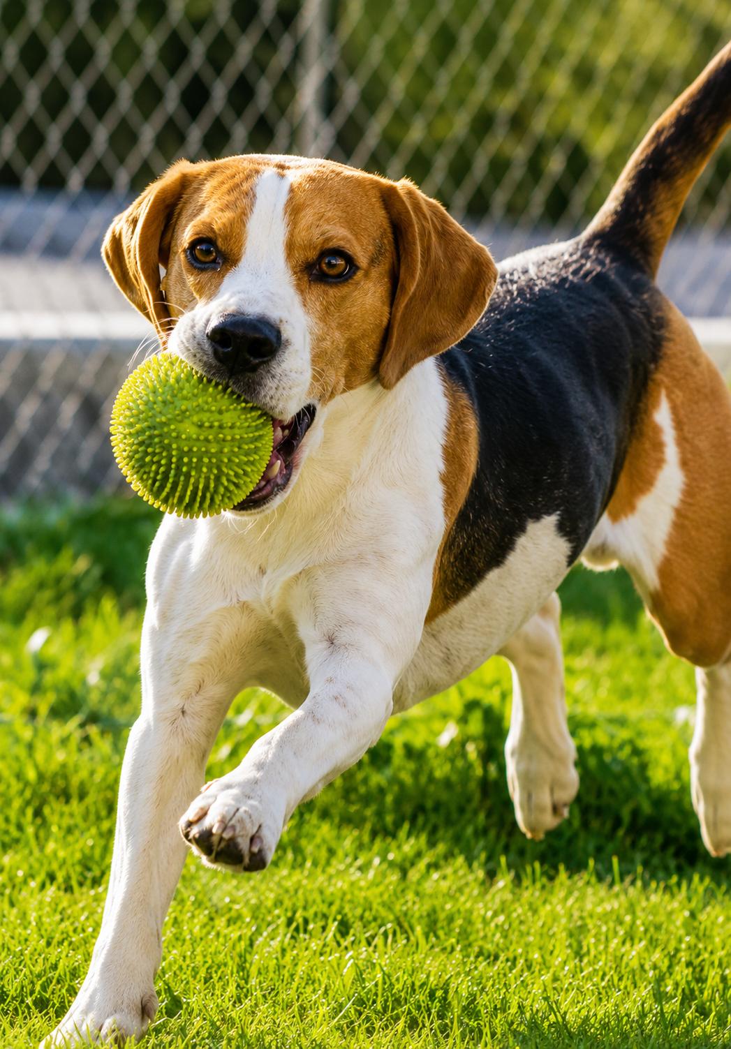 Pet park at Kalpataru Vian, Andheri West