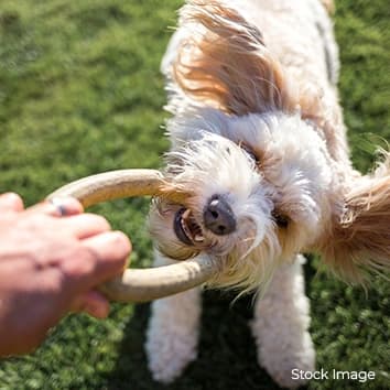 Pet park at Sejal City, Goregaon East